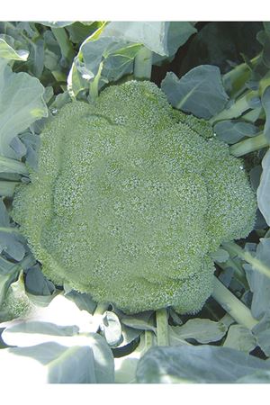 MİRANDA F1 BROKOLİ TOHUMU