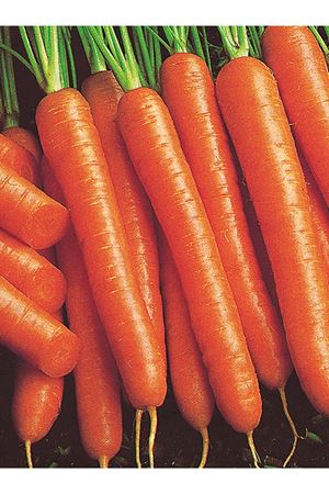 ALTIN TOHUM NANTES HAVUÇ TOHUMU 