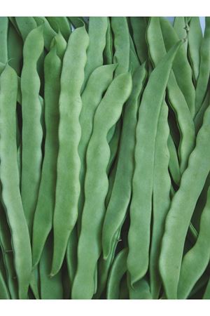 2,5 KG AMBALAJ ALTIN TOHUM HELDA- GS 11008 FASÜLYE TOHUMU KDV DAHİL ADET FİYATI