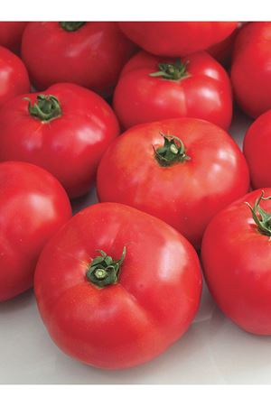 FOCUS F1 OTURAK DOMATES TOHUMU