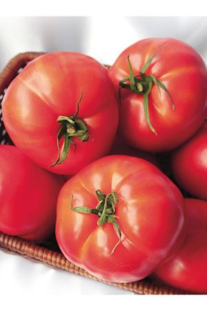 DUAL LARGE F1 OTURAK DOMATES TOHUMU