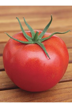 PİCASSO F1 OTURAK DOMATES TOHUMU