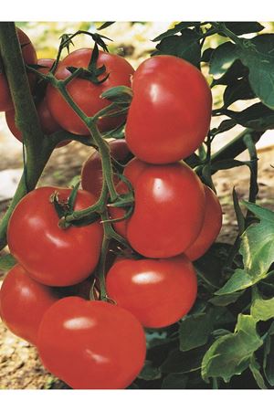 POLARİS F1 SIRIK OMATES TOHUMU