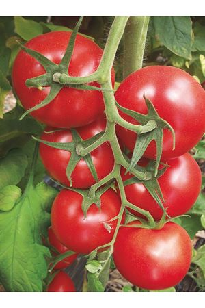 VİZYON F1 SIRIK DOMATES TOHUMU
