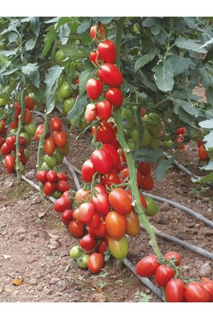 ELİT F1 SIRIK DOMATES TOHUMU