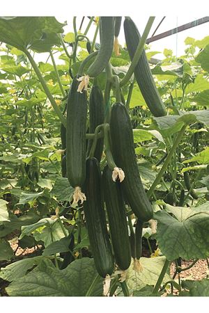 DUMAN F1 SIRIK HIYAR TOHUMU 