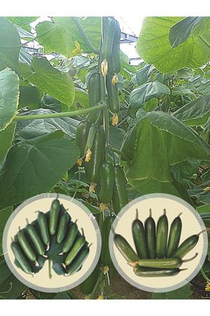 ALMİRA F1 SIRIK HIYAR TOHUMU