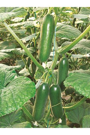 ZEUS F1 SIRIK HIYAR TOHUMU