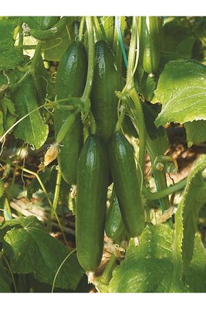 KUZEYİM F1 SIRIK HIYAR TOHUMU