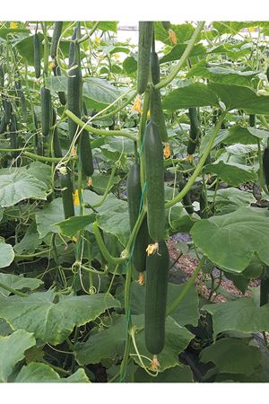 KANYON F1 SIRIK HIYAR TOHUMU