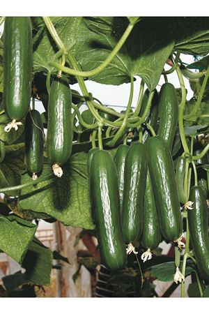 AMİSOS F1 SIRIK HIYAR TOHUMU