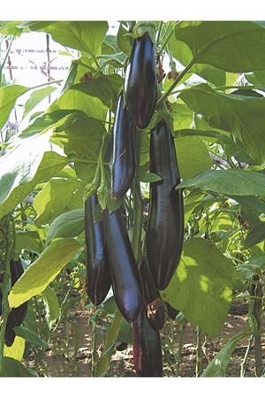 TOGO F1 HİBRİT PATLICAN TOHUMU