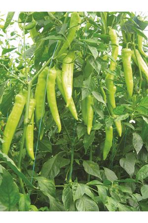 FLAMİNGO f1 ÇARLİSTON BİBER TOHUMU