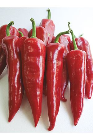 ARTEMİS F1 KAPYA BİBER TOHUMU