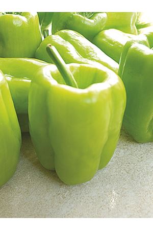 HELİN F1 DOLMALIK BİBER TOHUMU