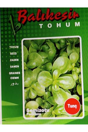 BALIKESİR TOHUM TUNÇ SEMİZOTU TOHUMU