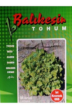 BALIKESİR TOHUM İRİ KIVIRCIK 055  MARUL  TOHUMU