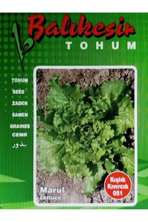 BALIKESİR TOHUM KIŞLIK KIVIRCIK MARUL TOHUMU