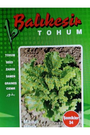 BALIKESİR TOHUM ŞEMİKLER KIVIRCIK MARUL TOHUMU