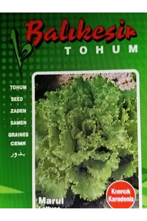 BALIKESİR TOHUM  KIVIRCIK KARADENİZ  TOHUMU