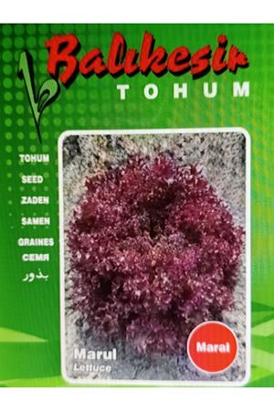 BALIKESİR TOHUM MARAL KIRMIZI KIVIRCIK MARUL TOHUMU