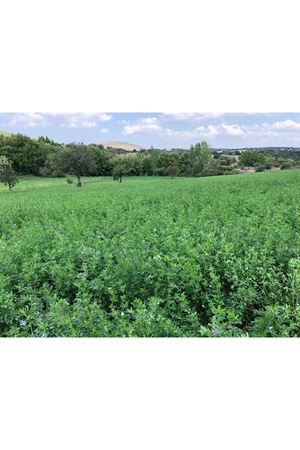 PALMİYE TOHUM  EMİLİANA YONCA TOHUMU