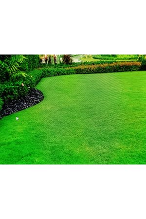 PALMİYE TOHUM  EPHESUS ( 4PLM ) PROFESYONEL ÇİM TOHUMU