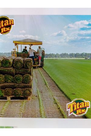 PALMİYE TOHUM  SOD MİX TİTAN RX PRO  PROFESYONEL  ÇİM TOHUMU