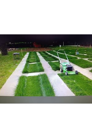 PALMİYE TOHUM ACTİVE SEED MİX 6 EKONOMİK KARIŞIMLI ÇİM TOHUMU