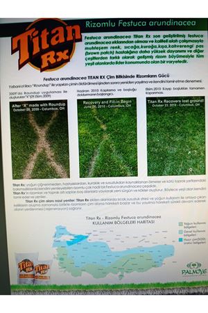 PALMİYE TOHUM FESTUCA ARUNDİNACEA RX TEK TÜR ÇİM TOHUMU