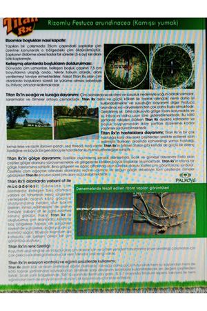 PALMİYE TOHUM FESTUCA ARUNDİNACEA KAMISI YUMAK  TEK TÜR ÇİM TOHUMU