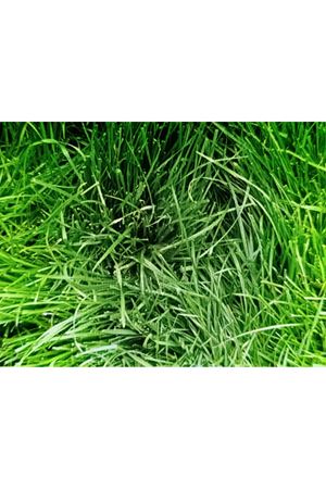 PALMİYE TOHUM FESTUCA ARUNDİNACEA KAMISI YUMAK  TEK TÜR ÇİM TOHUMU