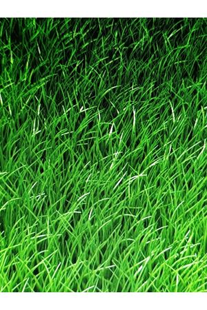 PALMİYE TOHUM FESTUCA RUBA KIRMIZI YUMAK TEK TÜR ÇİM TOHUMU