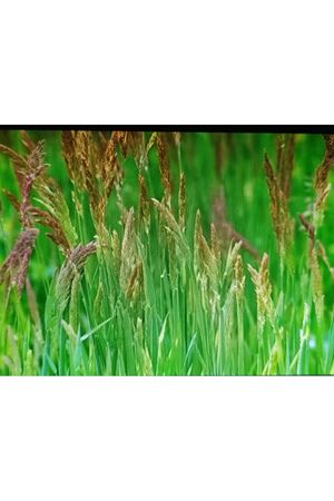 PALMİYE TOHUM FESTUCA RUBA KIRMIZI YUMAK TEK TÜR ÇİM TOHUMU