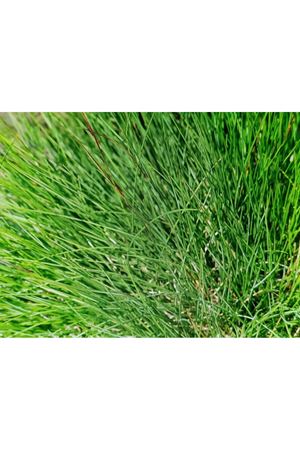 PALMİYE TOHUM  FESTUCA RUBA COMMUTATA  KIRMIZI YUMAK TEK TÜR ÇİM TOHUMU