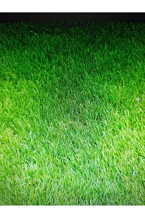 PALMİYE TOHUM  LOLİUM PERENNE İNGİLİZ ÇİMİ  TEK TÜR ÇİM TOHUMU