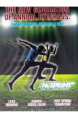 LOLİUM MULTİFLORİUM  WESTERVOLDİCUM  ( TURF TYPE ) TEK TÜR ÇİM TOHUMU