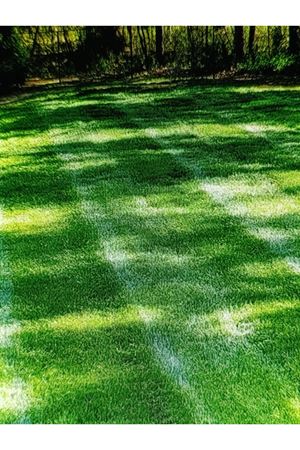 PALMİYE TOHUM POA PRETENSİS  ÇAYIR  SALKIM OTU TEKLİ TÜR ÇİM  TOHUMU