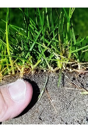 PALMİYE TOHUM POA PRETENSİS  ÇAYIR  SALKIM OTU TEKLİ TÜR ÇİM  TOHUMU