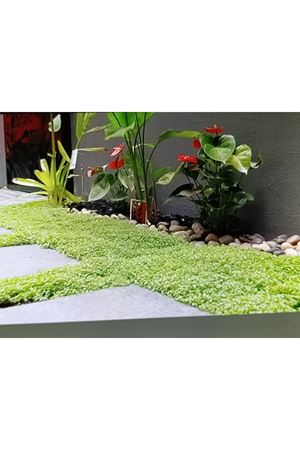 ORJİNAL FARE KULAĞI  TEK TÜR ÇİM TOHUMU 2 KG AMBALAJ KDV DAHİL : 3000 TL