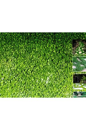 PALMİYE TOHUM  DİCHONDRA REPENS FARE KULAĞI TEK TÜR ÇİM TOHUMU 