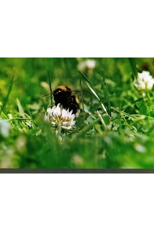 PALMİYE TOHUM TRİFOLİUM REPENS BEYAZ ÜÇGÜL TEKLİ TÜR ÇİM TOHUMU