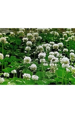 PALMİYE TOHUM TRİFOLİUM REPENS BEYAZ ÜÇGÜL TEKLİ TÜR ÇİM TOHUMU