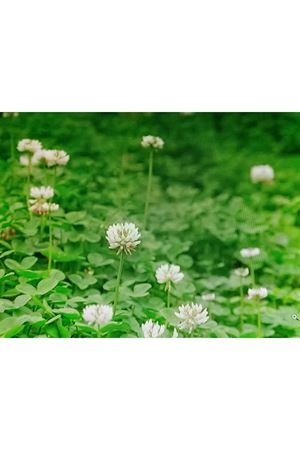 PALMİYE TOHUM TRİFOLİUM REPENS BEYAZ ÜÇGÜL TEKLİ TÜR ÇİM TOHUMU