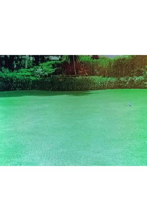 PALMİYE TOHUM BERMUDA GRASS ( CYNODON DACTYLON ) TEK TÜR ÇİM TOHUMU