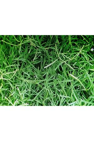 PALMİYE TOHUM BERMUDA GRASS ( CYNODON DACTYLON ) TEK TÜR ÇİM TOHUMU