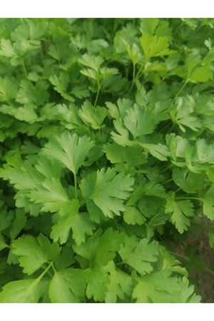 PALMİYE TOHUMCULUK İTHAL MAYDONOZ TOHUMU