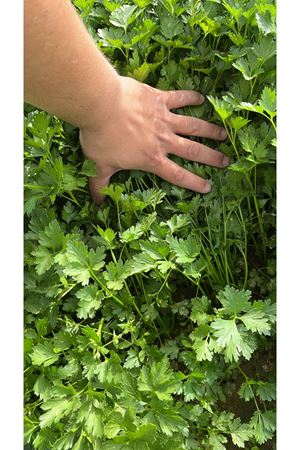 PALMİYE TOHUMCULUK İTHAL MAYDONOZ TOHUMU