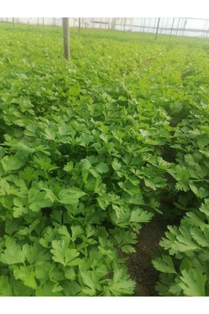  20 KG PALMİYE TOHUMCULUK İTHAL MAYDANOZ TOHUMU