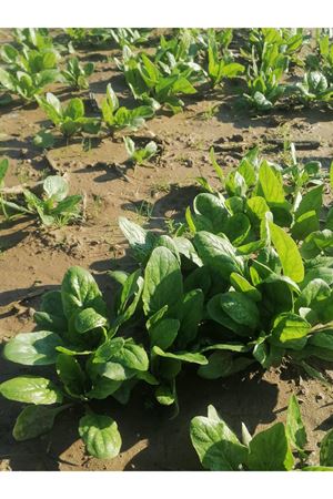 PALMİYE TOHUMCULUK İTHAL ISPANAK TOHUMU